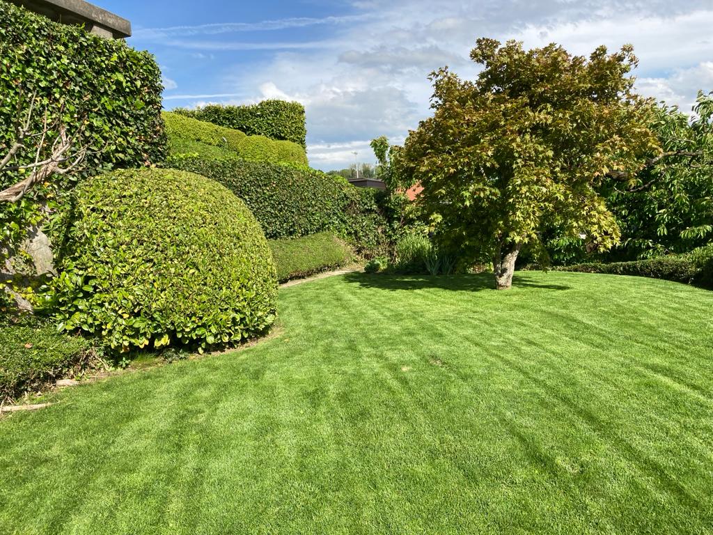 Gepflegter Garten mit geschnittenen Hecken und Rasen